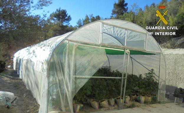 Una de las plantaciones de marihuana, en una casa en Penáguila.