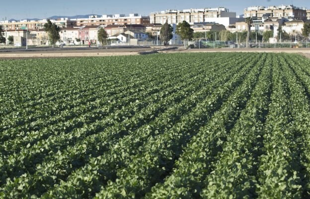 Campo de la huerta de Valencia. Al fondo, las primeras casas de Benimaclet. 