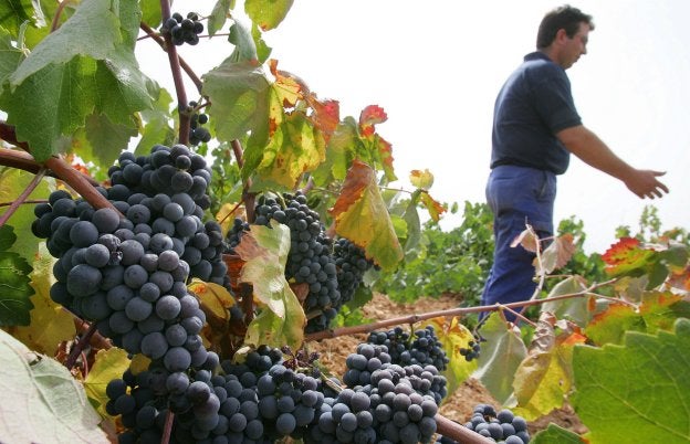 Vendimia en una viña de uva Bobal en Requena. 