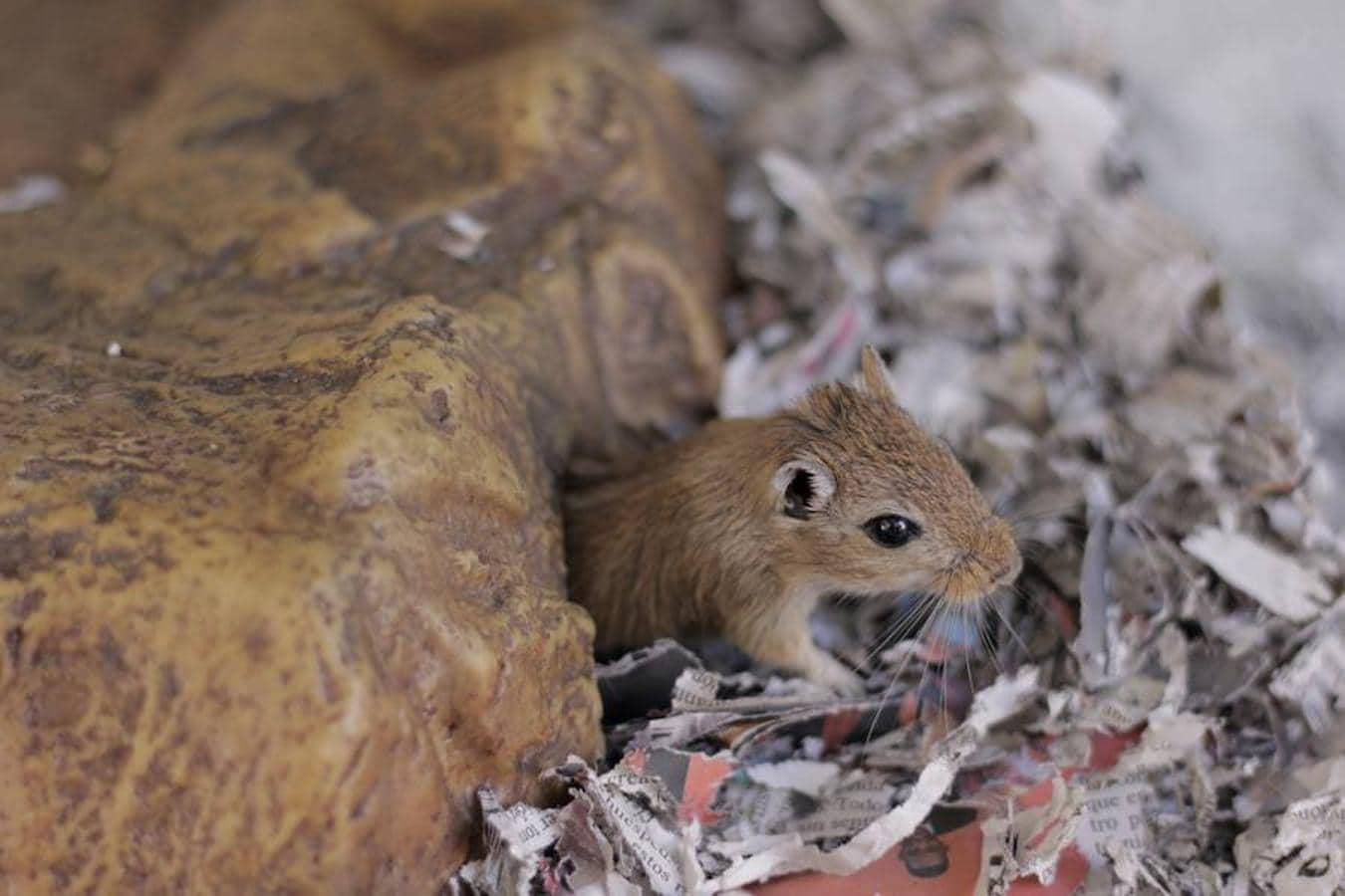 Fotos de Avifauna, espacio de animales exóticos en Valencia