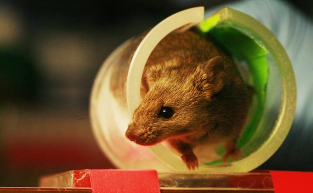 Detectaron un aumento en los niveles del Bmal1 en el músculo esquelético de ratones.