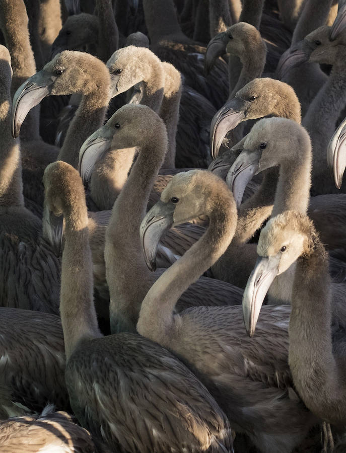 Anillamiento de los flamencos nacidos en las Marismas del Odiel.