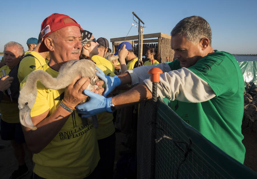 Fotos de flamencos en las Marismas del Odiel