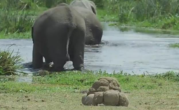 La caca móvil que la BBC utiliza para grabar elefantes