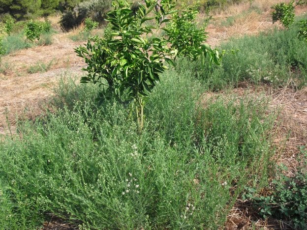 Investigan nuevos herbicidas que no generen resistencias