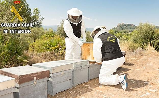 La Guardia Civil detenie a un hombre e investioga a ootro por el envenenamiento sistemático de abejas en Montesa. 