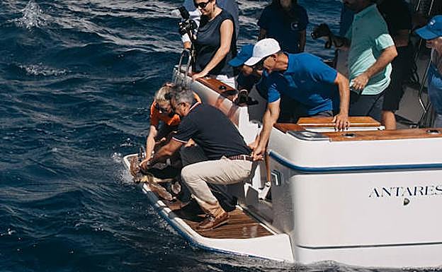 La tortuga Chiquiti vuelve al mar.