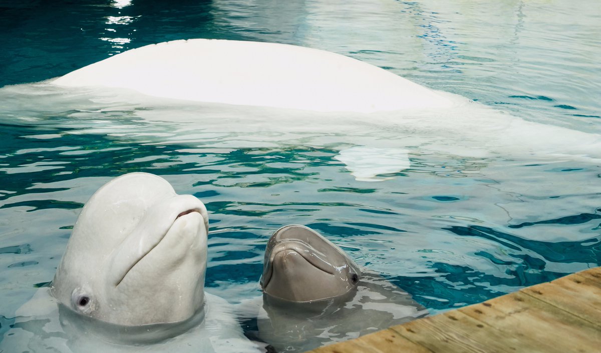 Fotos de la familia de belugas del Oceanogràfic de Valencia