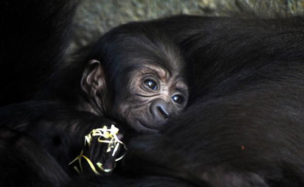 La cría de gorila nacida hace un mes en el Bioparc de Valencia es hembra