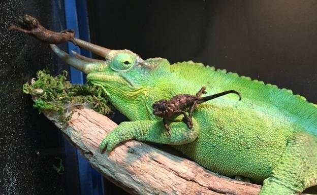 Así son las 15 crías de camaleón de tres cuernos nacidas en Terra Natura Benidorm