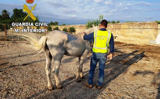 Detenido un hombre acusado de maltratar a un caballo que llevaba más de 10 días sin comida ni agua en Onda