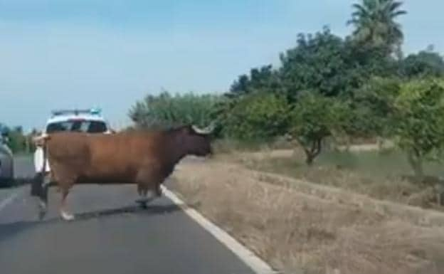 La vaca huida desde hace 12 días en Burriana ya tiene twitter