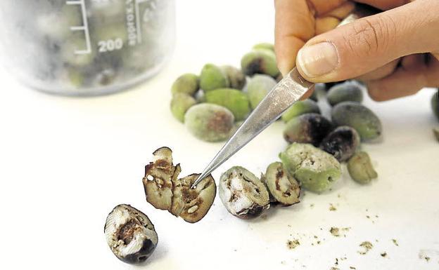 La bacteria Xylella fastidiosa también ha afectado en el mundo a los olivos. 