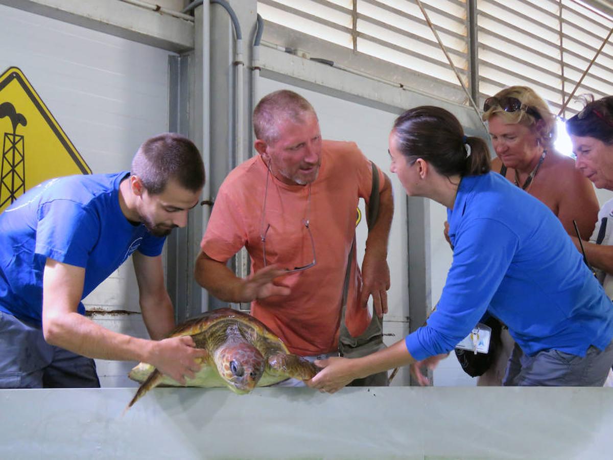 Fotos del reencuentro de la tortuga con los frnaceses que la rescataron