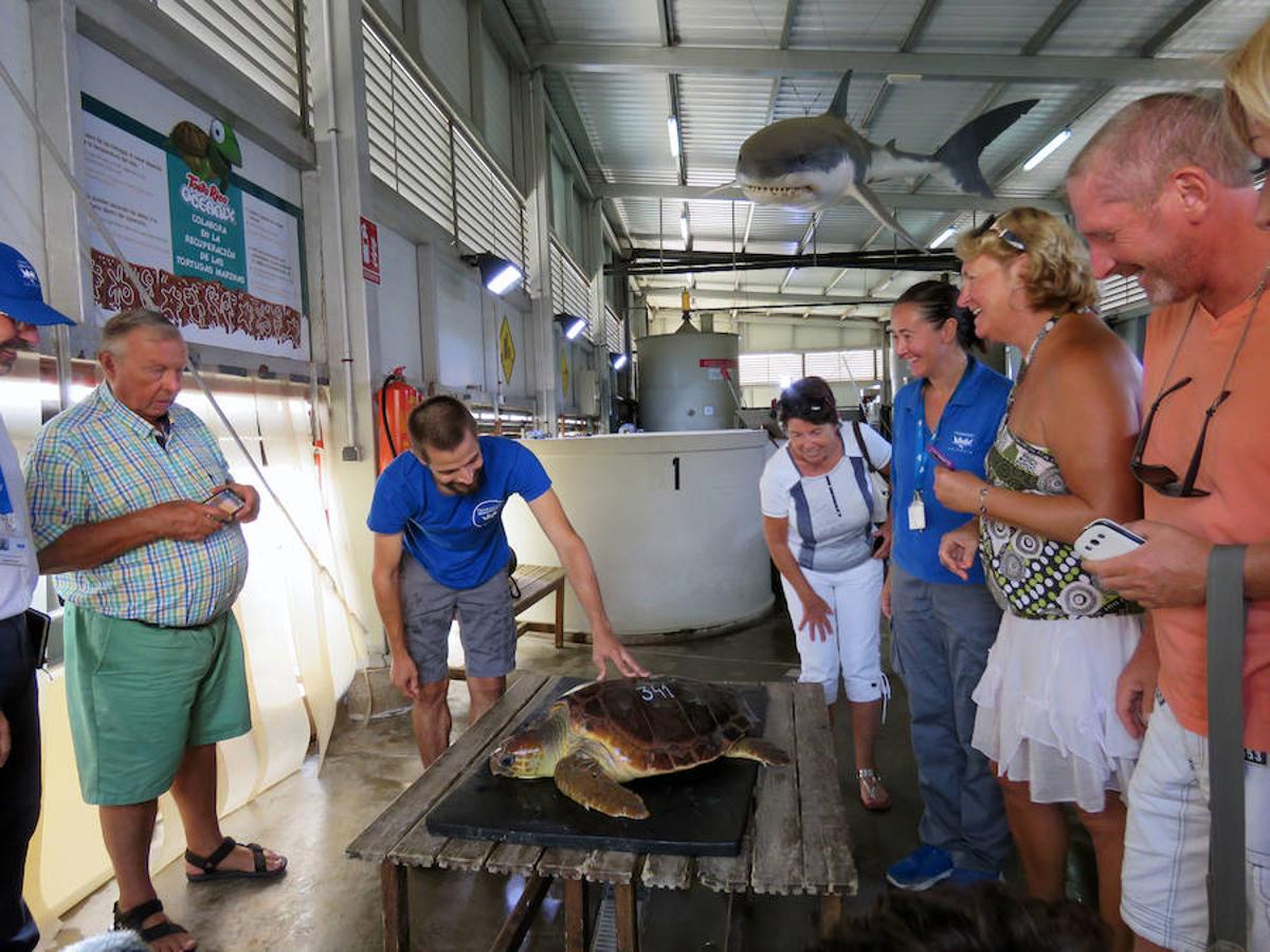 Fotos del reencuentro de la tortuga con los frnaceses que la rescataron