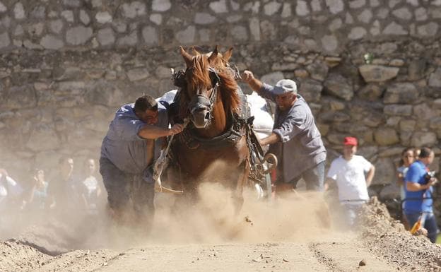 Exhibición de caballos de Tiro y Arrastre, cauce del río Turia de Valencia, en una imagen de archivo.