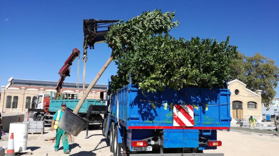 Fotos de la plantación de árboles de la zona Huerta-Jardín en el Parque Central de Valencia