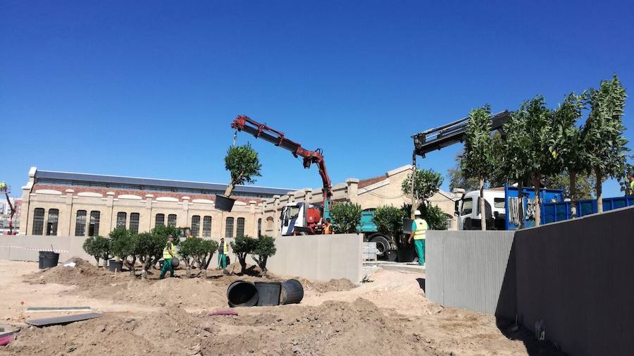 Fotos de la plantación de árboles de la zona Huerta-Jardín en el Parque Central de Valencia