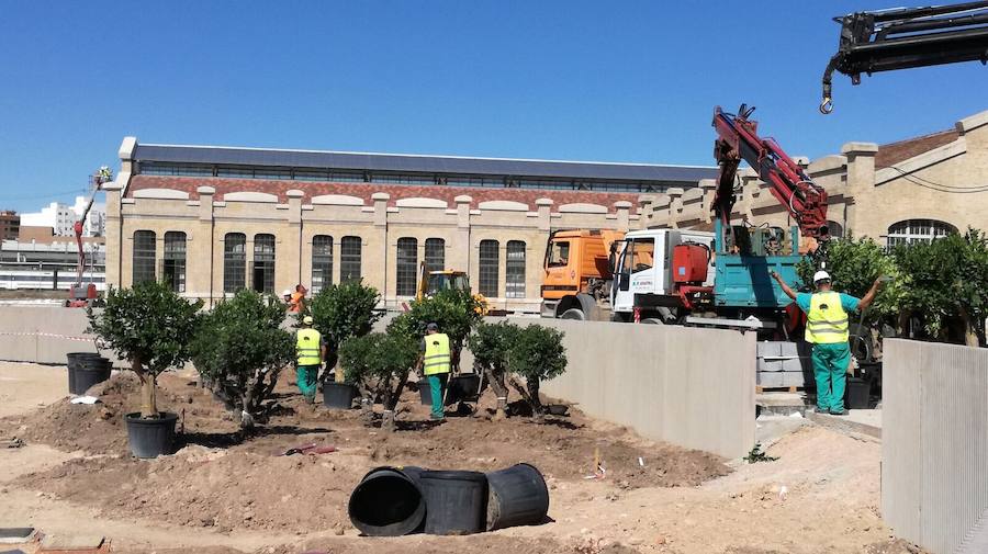 Fotos de la plantación de árboles de la zona Huerta-Jardín en el Parque Central de Valencia