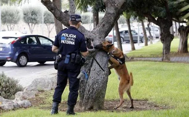 Urko, el perro amenazado.