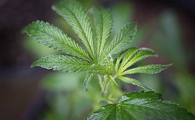 Los detenidos cultivaban 600 plantas de marihuana.