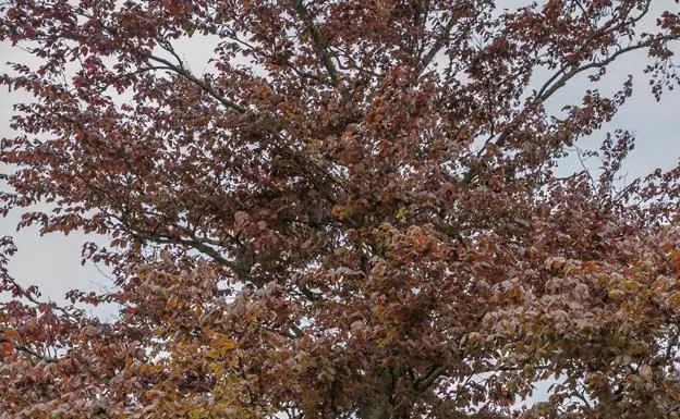 Dos pequeños búhos se camuflan en este árbol