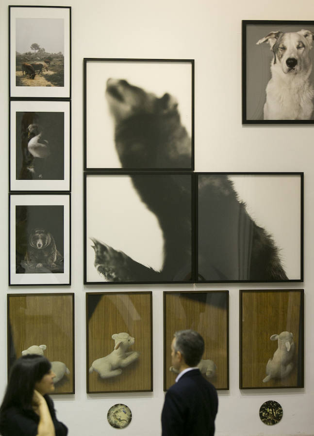 Fotos de la exposición Valencia Capital Animal