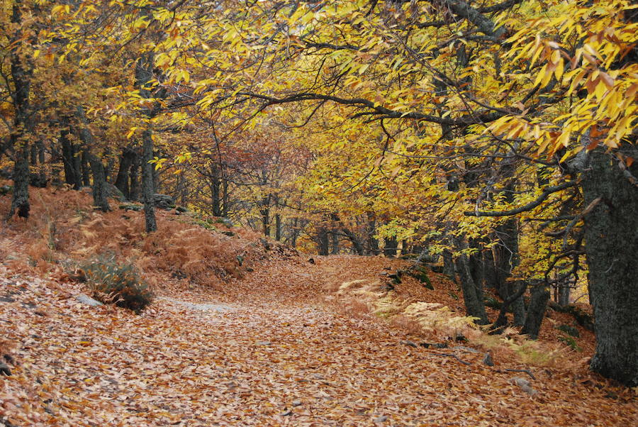 Castañar de El Tiemblo (Ávila) 