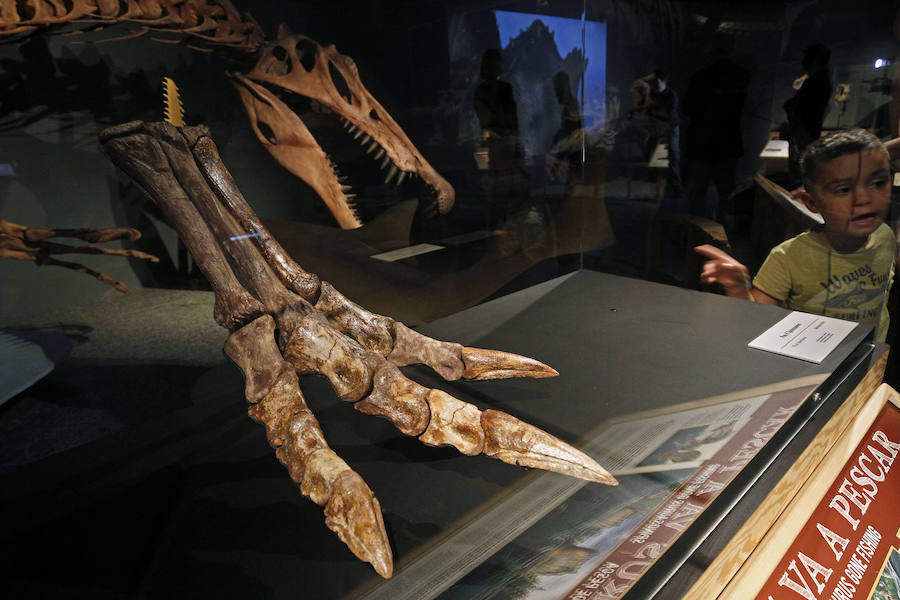 Fotos del Spinosaurus, el mayor dinosauro carnívoro adaptado también a la vida acuatica descubierto hasta el momento