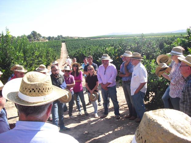 Agricultores atienden a las explicaciones técnicas de Carlos Mesejo y Camilo Garcés en una finca de M7 en Godelleta. 