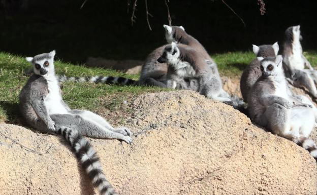 Animales en el Bioparc.