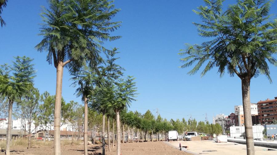 Fotos de la plantación de árboles en Valencia