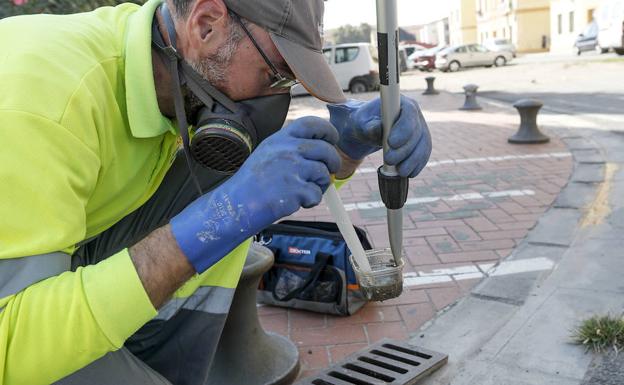 Valencia atacará con sanciones la pasividad privada contra el mosquito tigre