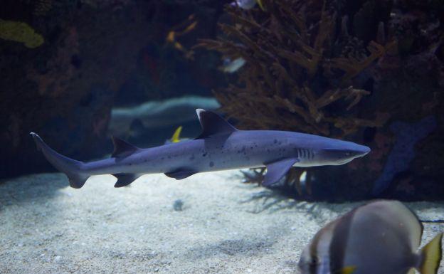 El Oceanogràfic de Valencia exhibe por primera vez dos ejemplares de tiburón de puntas blancas