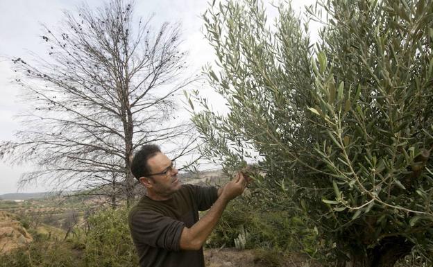 Vicente observa el daño causado en las aceitunas por el fuego.