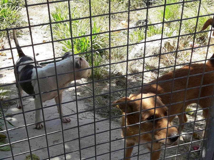 Maltrato animal a siete perros en un recinto vallado de Alfarp