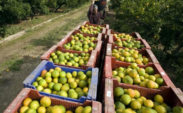 Un 'collidor' recoge naranjas, en una imagen de archivo.