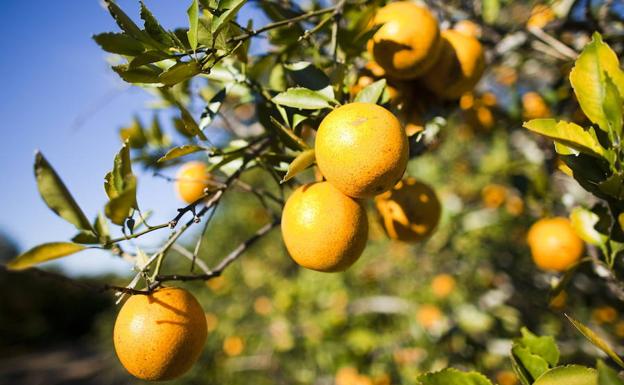 La naranja es conocida por su gran aporta de Vitamina C.