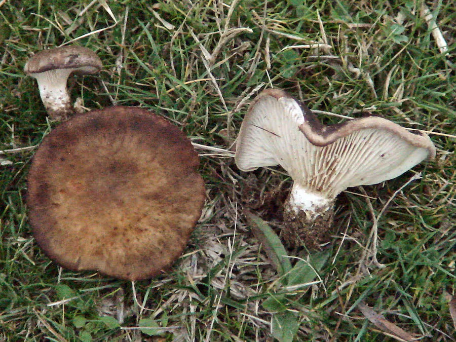 La seta de cardo o 'Pleurotus Eryngii' es para muchos la mejor de las setas comestibles. El sombrero mide entre 4 y 12 cm. y su color varia entre marrón oscuro y crema. Nace unida a las raíces en descomposición de ciertos cardos y su sabor es dulce y suave.