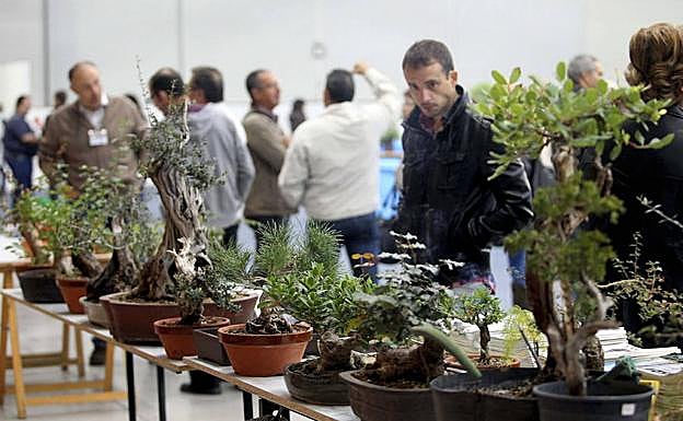 Una máquina valenciana para comunicarse con las plantas