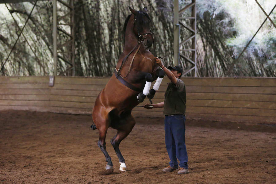 Cinco siglos después, en 1995, Felipe Ibáñez Scott y su esposa, Heather Atkinson -otra gran aficionada a los caballos-, viajaron a España para conocer de cerca la crianza de estos animales de pura raza.