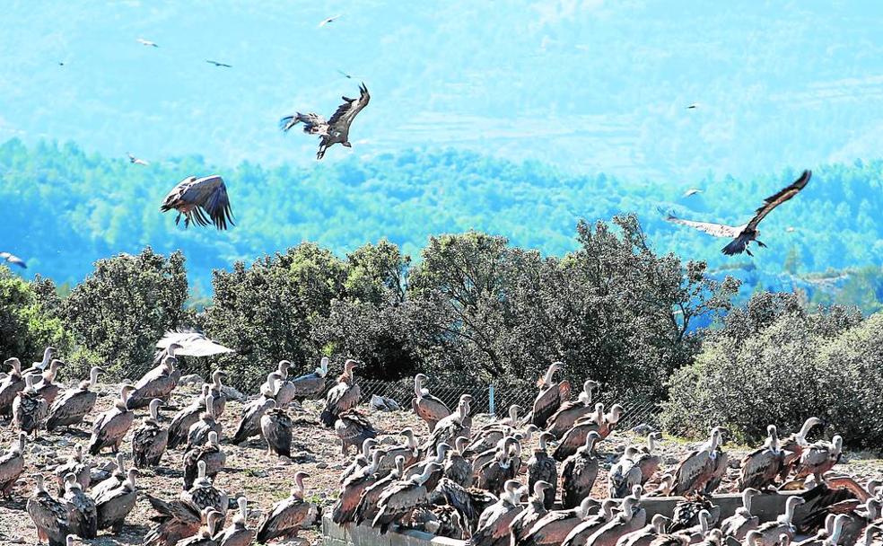 Los buitres acuden fieles a su cita con la comida. Su presencia se ha convertido en todo un reclamo turístico. 