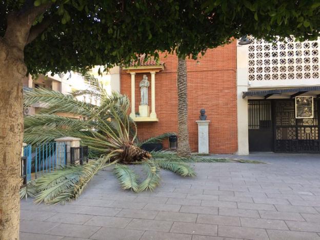 La palmera que cayó sobre el vallado. 