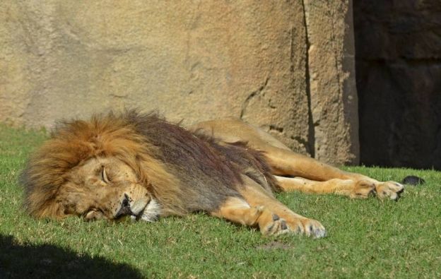 Fallece con 19 años el león Keops, uno de los primeros animales que llegó al Bioparc de Valencia.