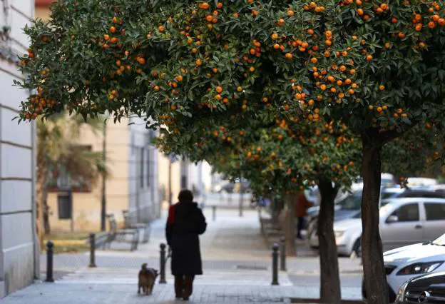 Naranjas sin recoger en una calle de Valencia. 