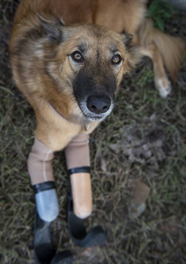 John Dalley espera que el caso de Cola pueda sevir para salvar a otros perros.