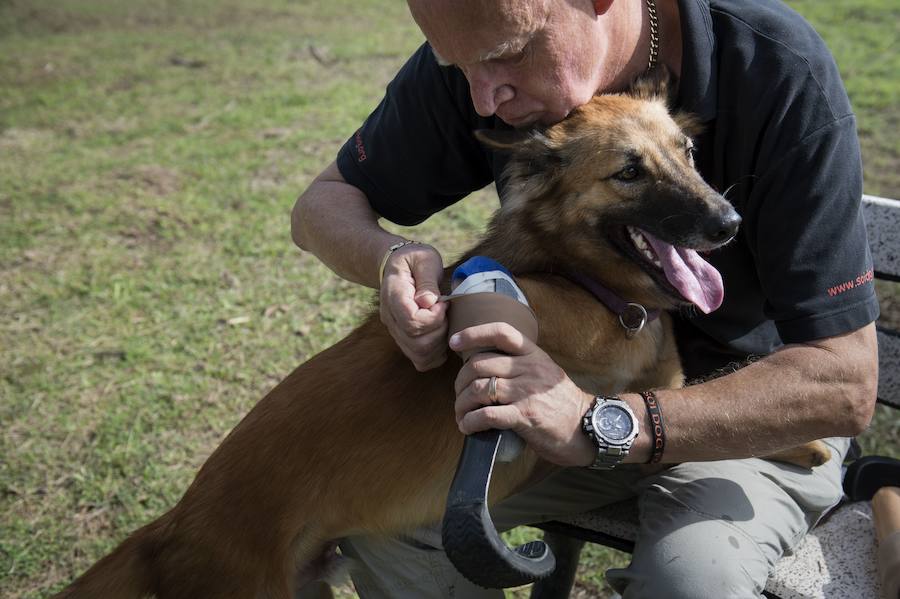 Cola, un perro callejero de Bangkok, se topó hace cerca de un año con un hombre que le cortó las patas delanteras con un sable después de que el animal le hubiera roído los zapatos.