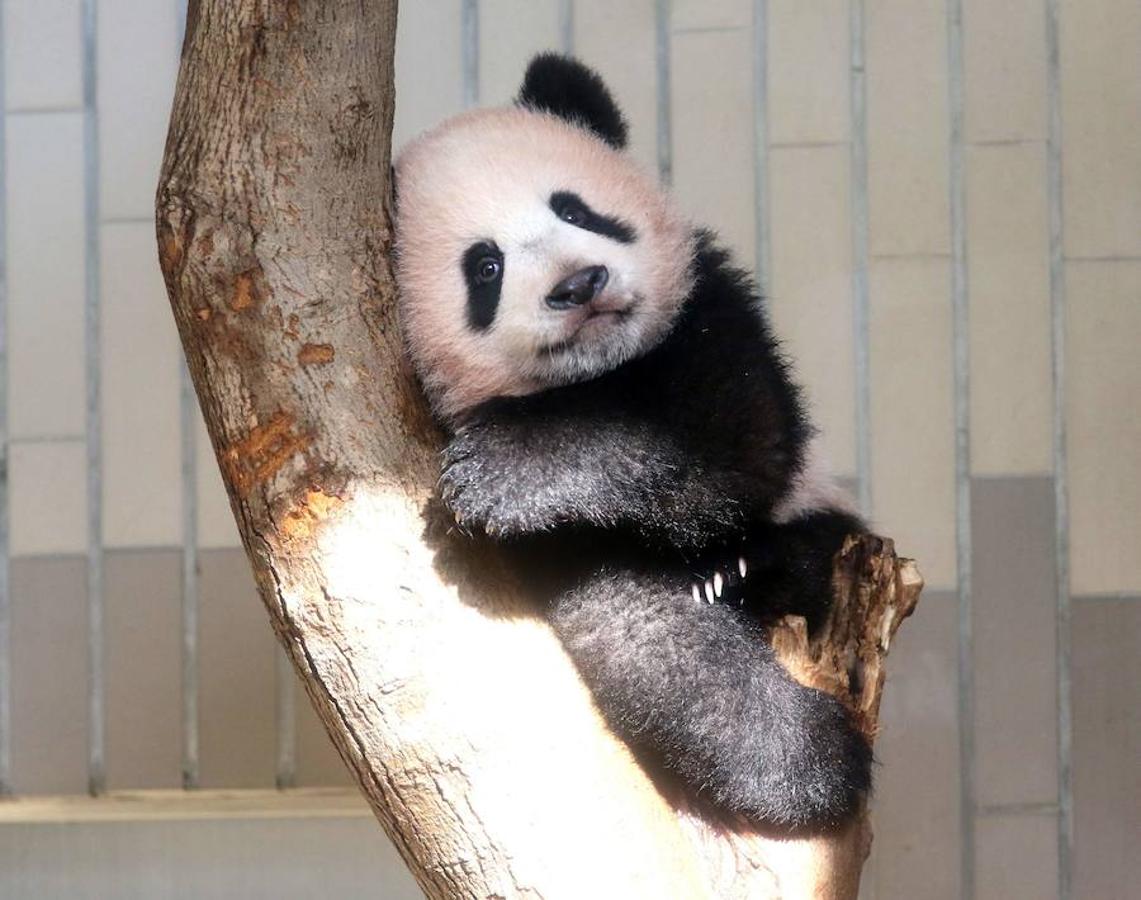 El bebé panda Xiang Xiang que nació hace seis meses en el Ueno Zoo de Tokyo hace su aparición frente a las cámaras.