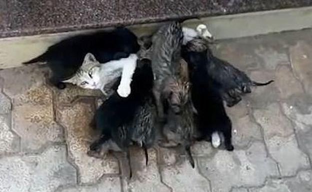 Una gata amamanta a ocho cachorros de perro abandonados por su madre