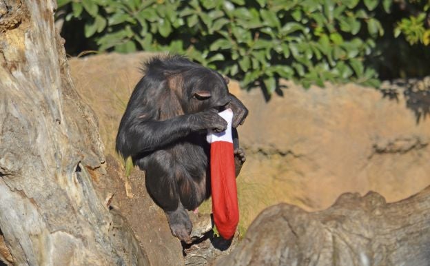 Ya es Navidad y Papá Noel se ha pasado por el Bioparc para dar sus regalos a los animales.